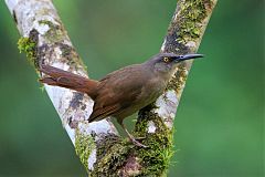 Brown Trembler